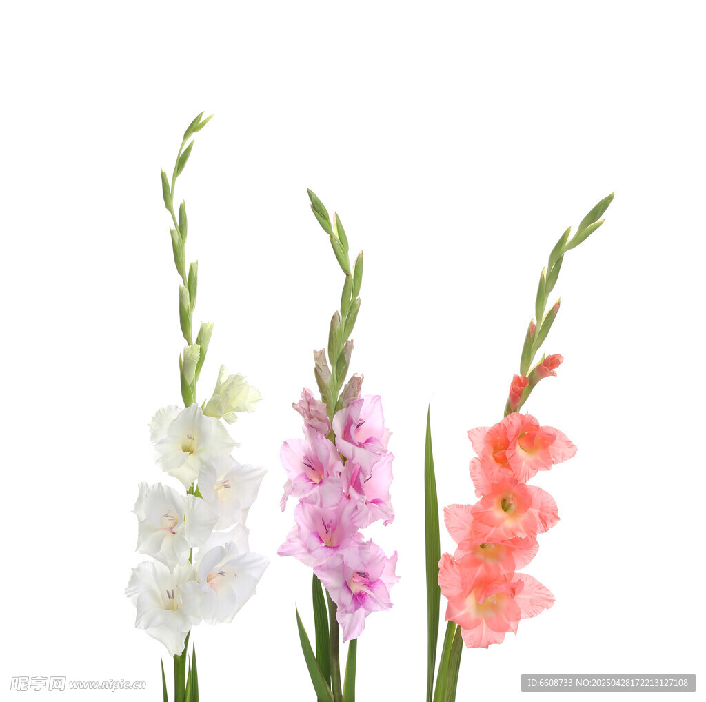 多彩唐菖蒲花绽放