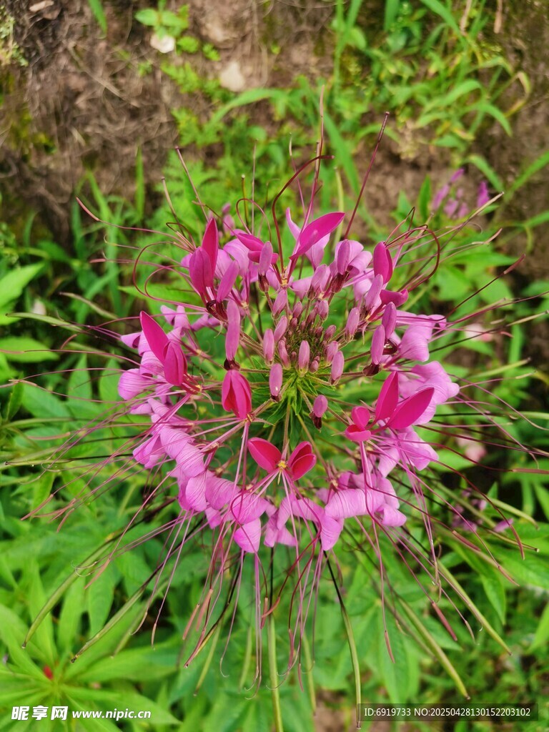 醉蝶花