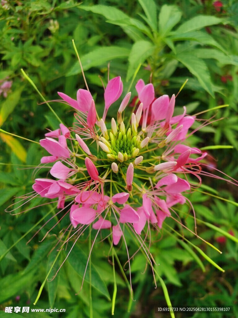 醉蝶花