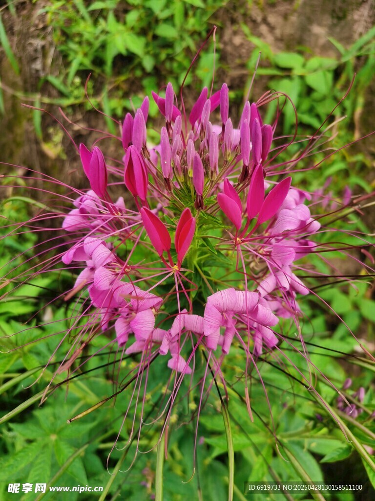 蝶醉花