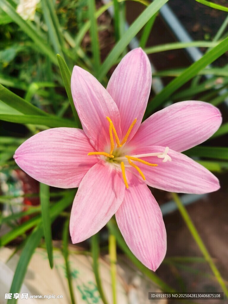 娇艳粉色风雨兰特写
