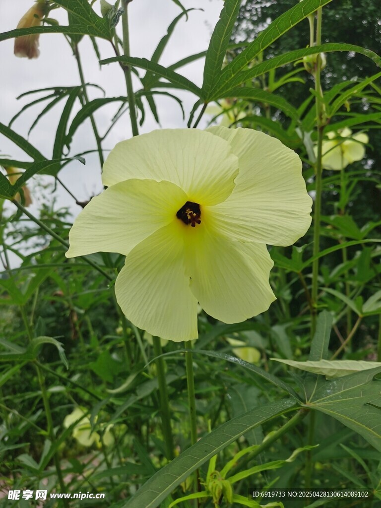 黄蜀葵