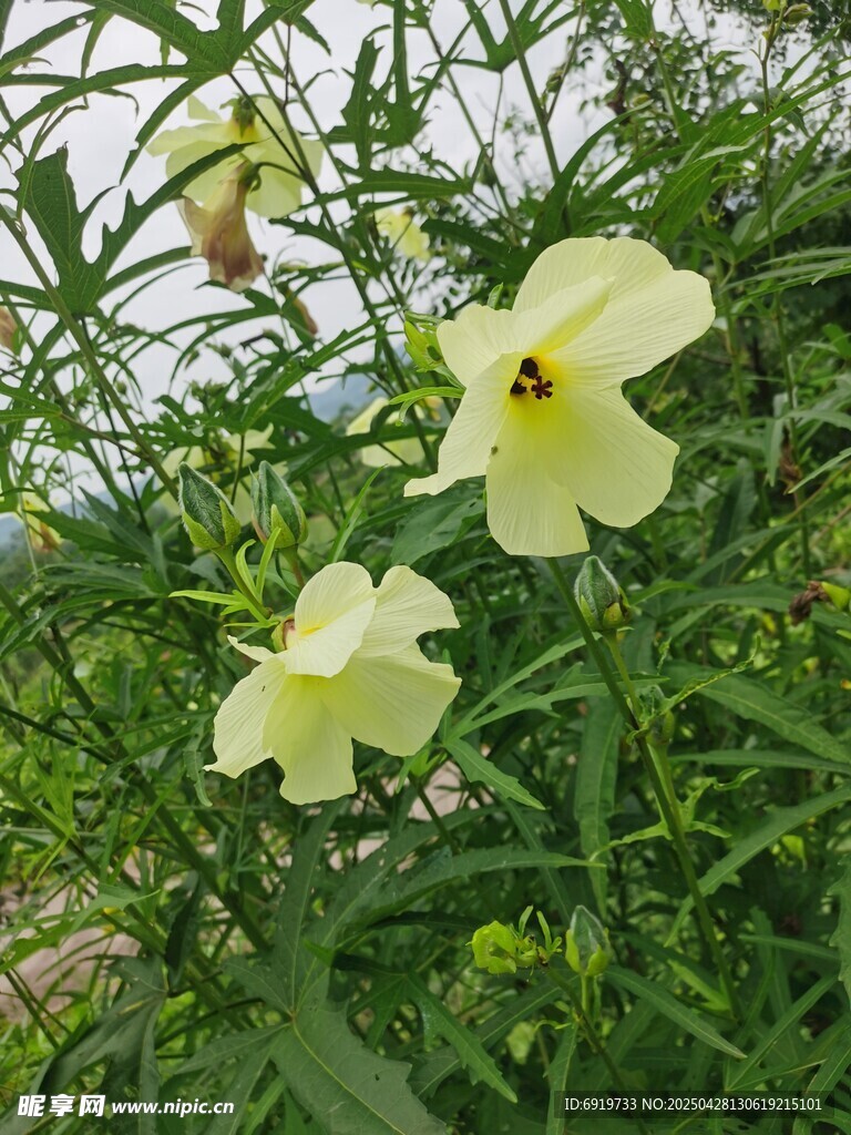 黄蜀葵