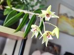 石斛兰花