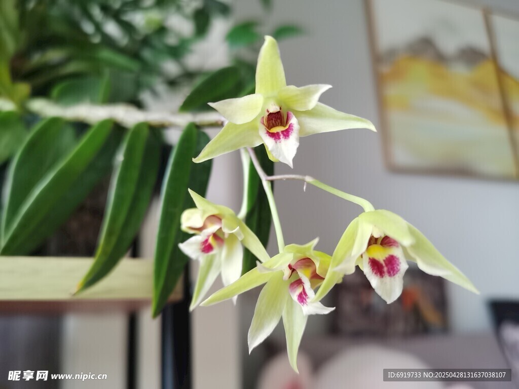 石斛兰花