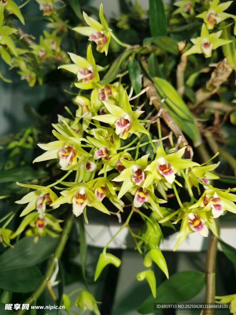 石斛兰花