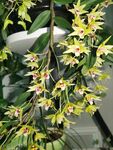石斛兰花