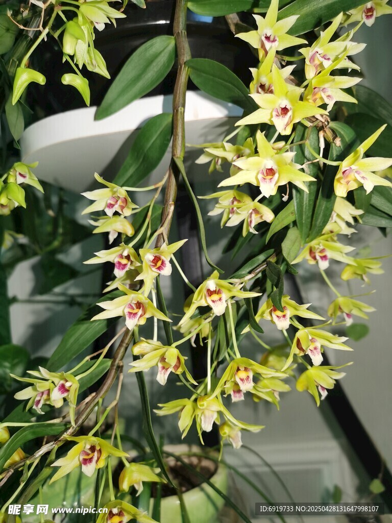 石斛兰花