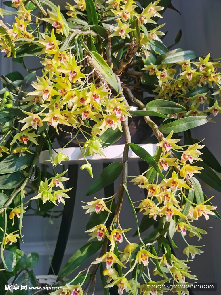 石斛兰花