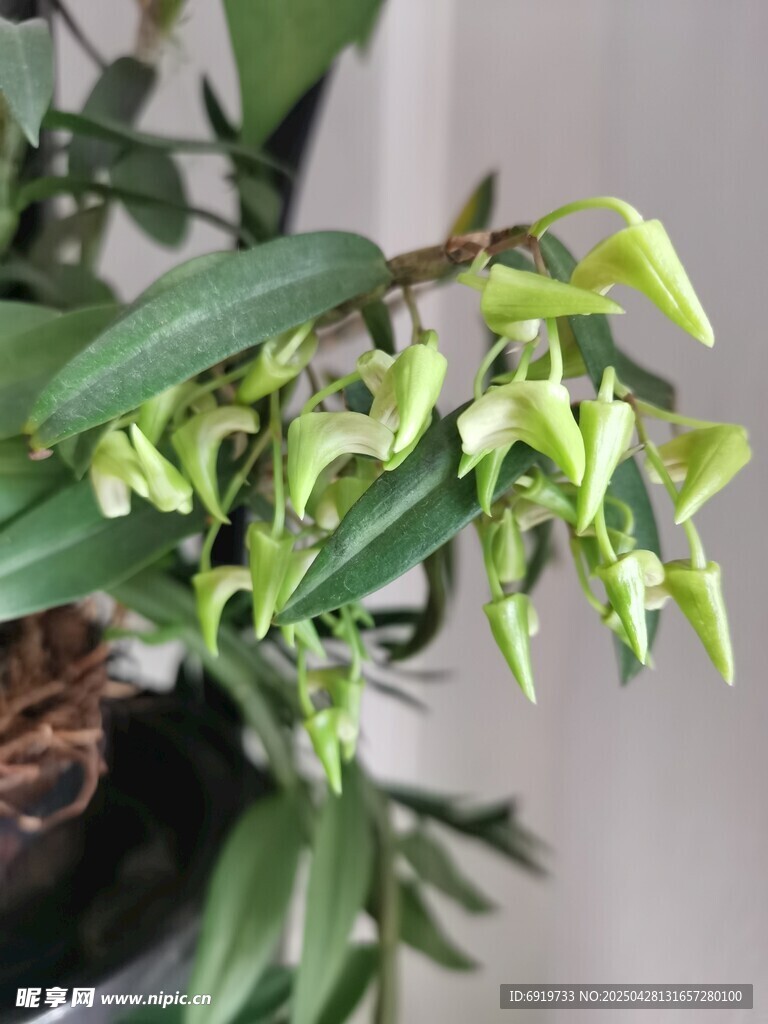石斛兰花