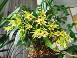 石斛兰花