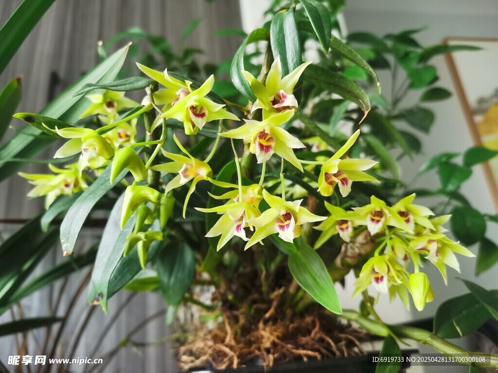 石斛兰花