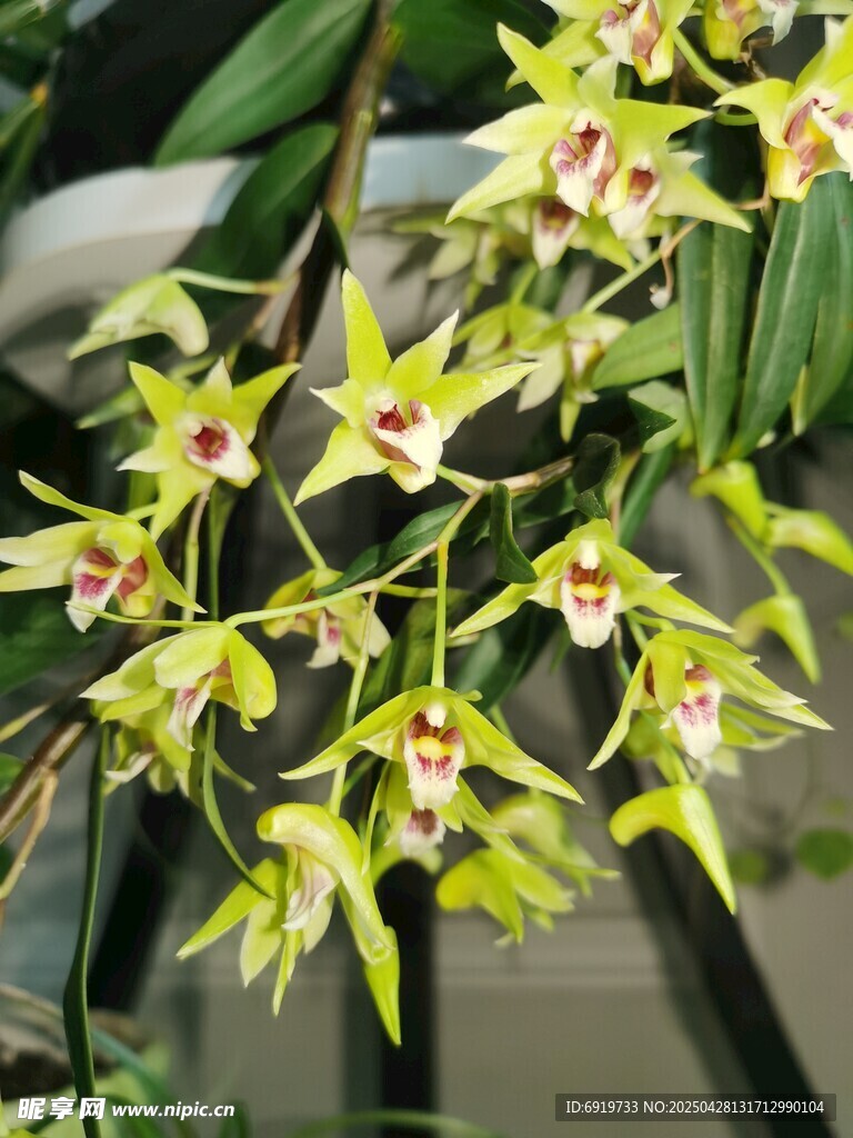石斛兰花