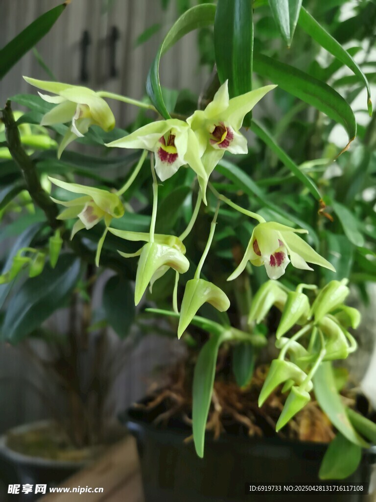 石斛兰花