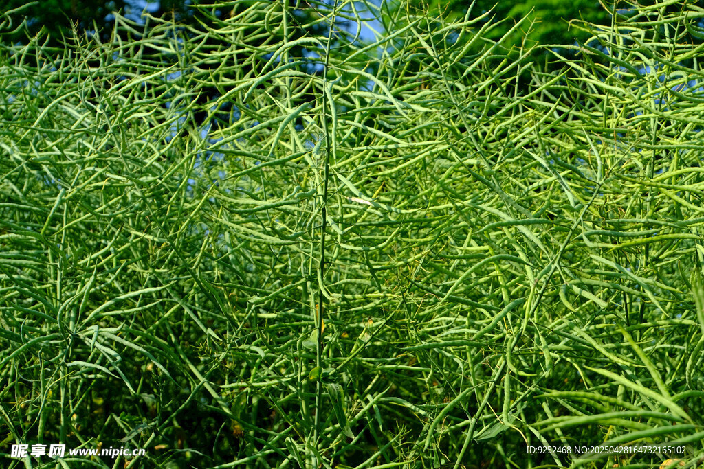 油菜籽 
