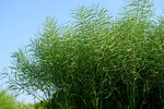 绿色油菜籽 