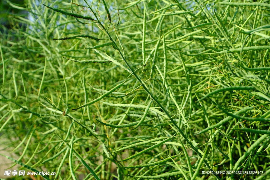 油菜籽 