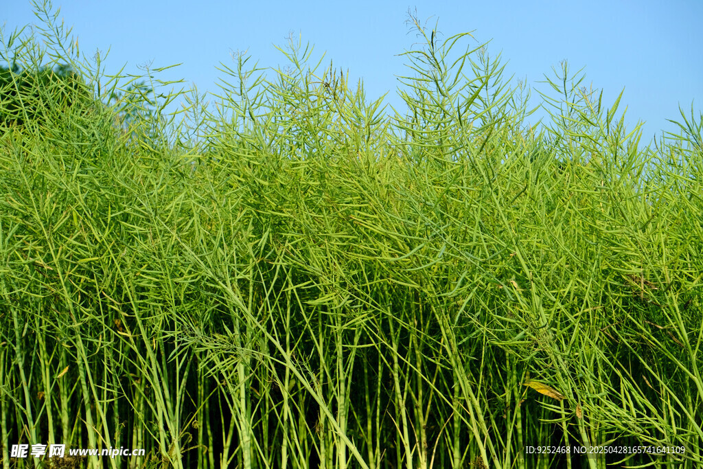 绿色油菜籽 