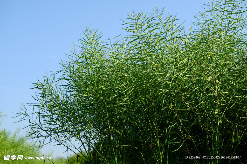 油菜籽 