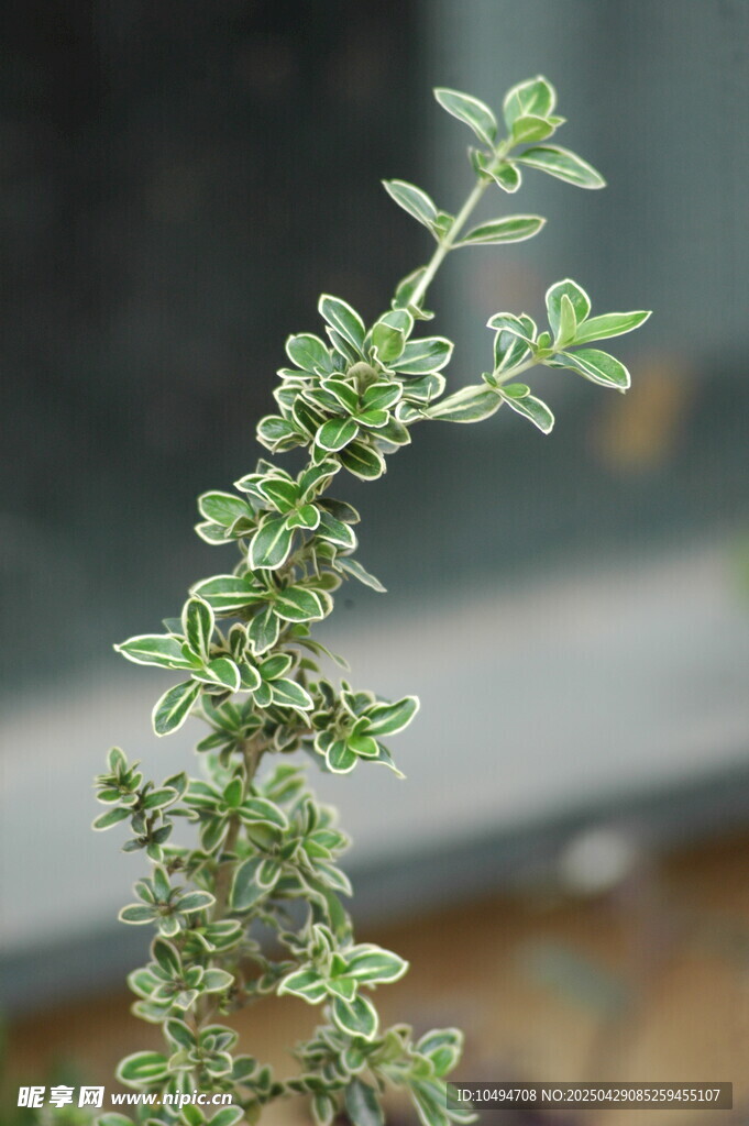嫩绿香草枝特写