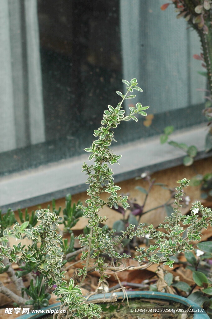 窗边绿植生机盎然