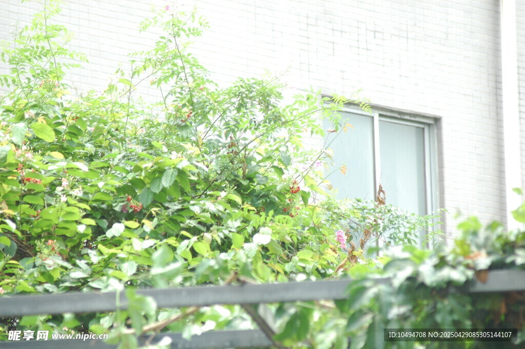 窗边绿植生机盎然