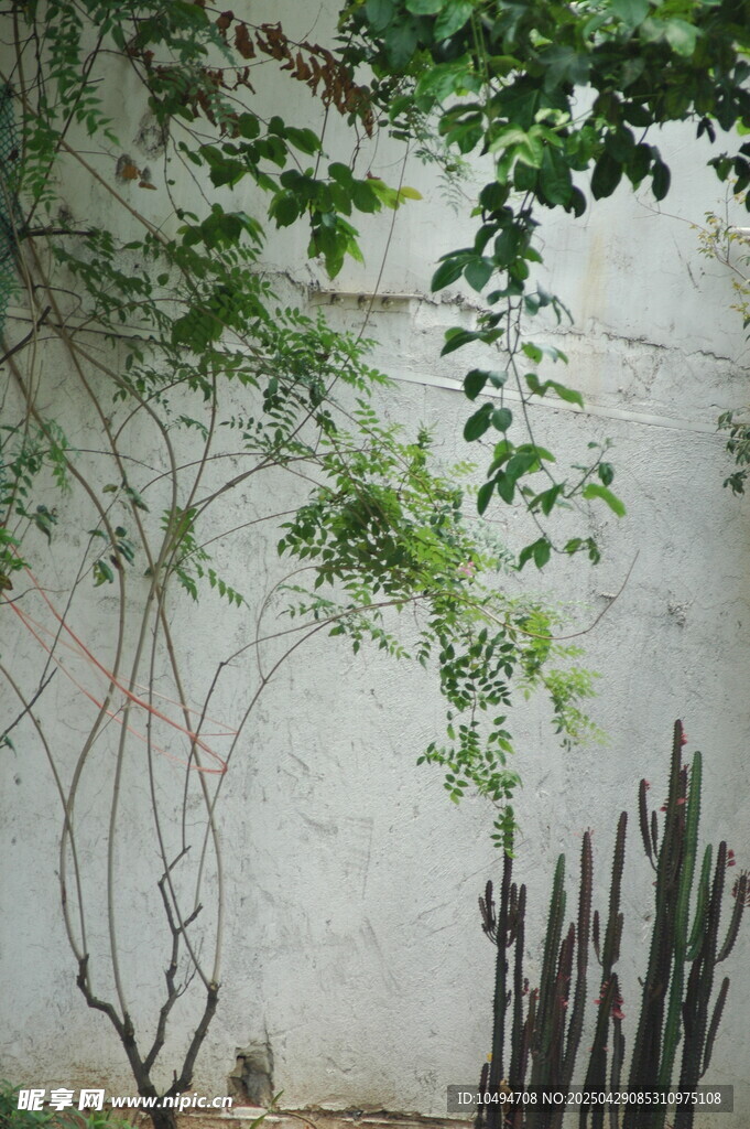 爬墙绿植与墙边木栅栏