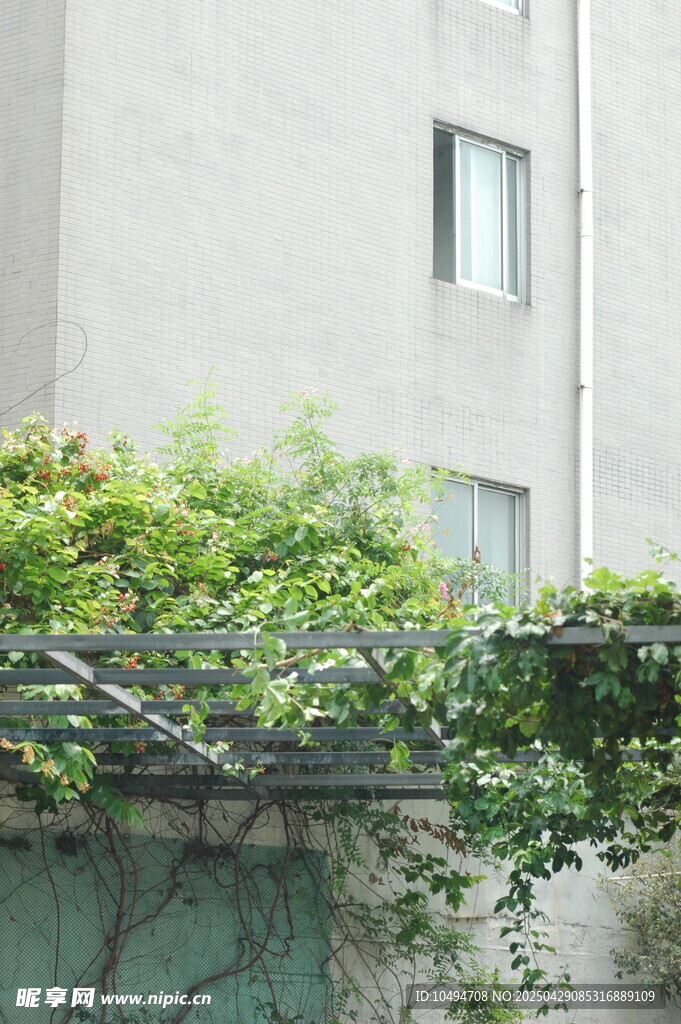 爬满绿植的老旧建筑一角