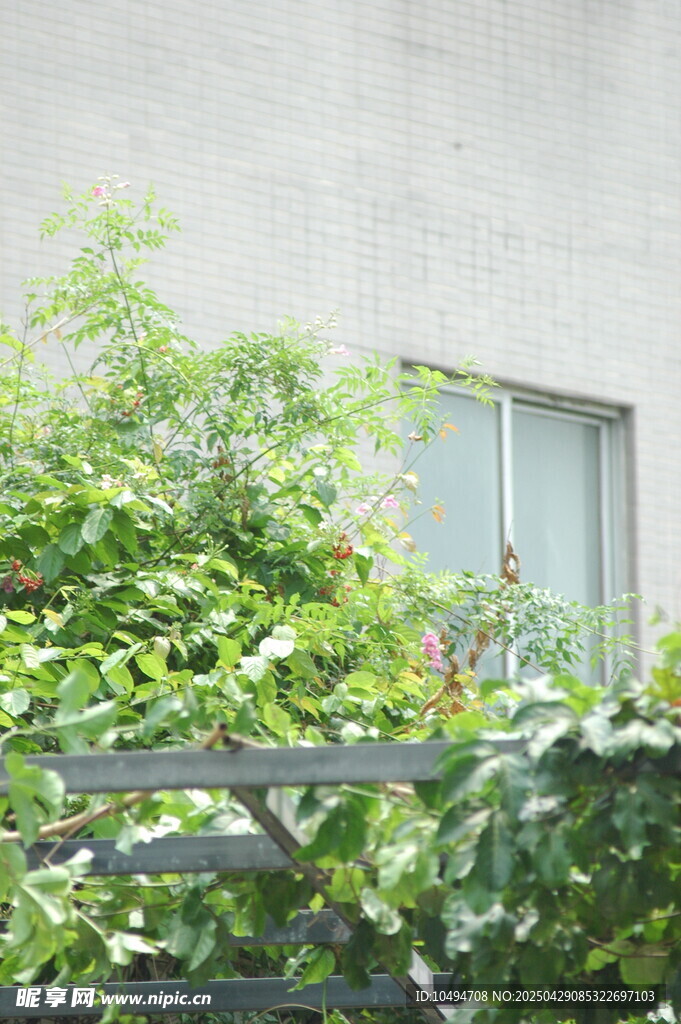 窗边绿植生机盎然