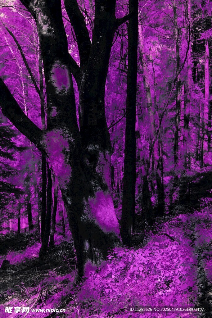 梦幻紫色森林景观