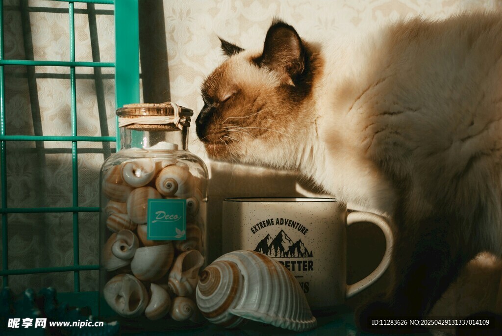 猫咪嗅探杯旁毛线球
