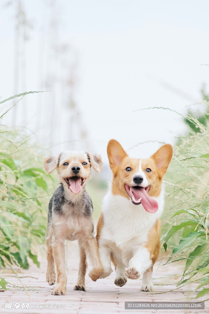 两萌犬欢快奔跑在路上