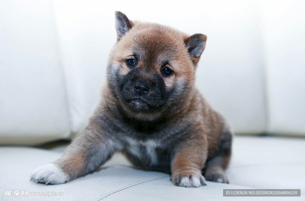 可爱幼犬安静趴坐