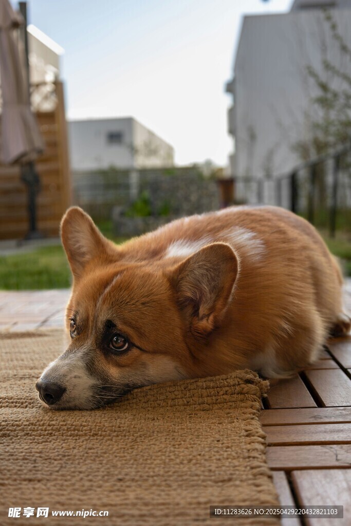 趴着的柯基犬