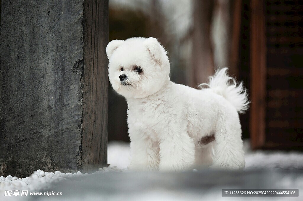雪地中的白色可爱小萌犬