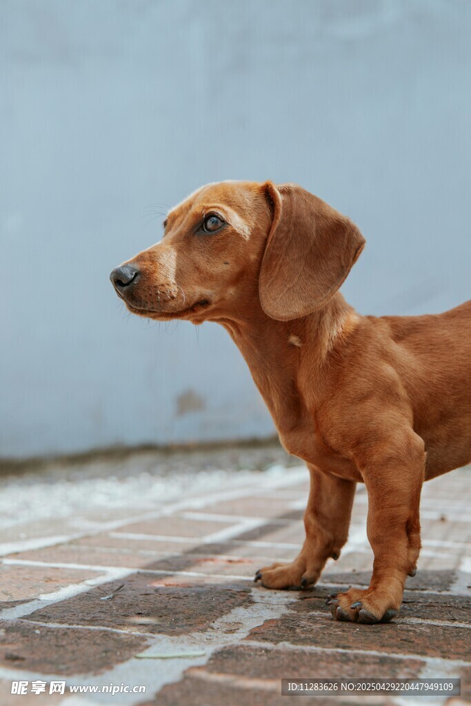 可爱腊肠犬户外站立