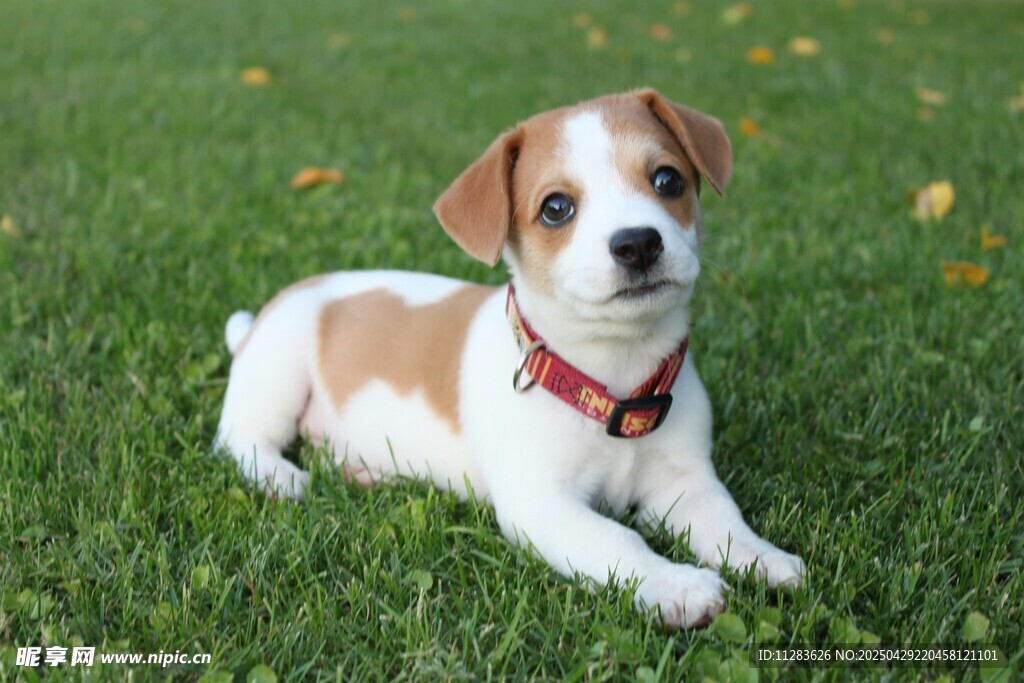 草地上的可爱小猎犬