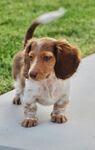 可爱腊肠犬站在户外