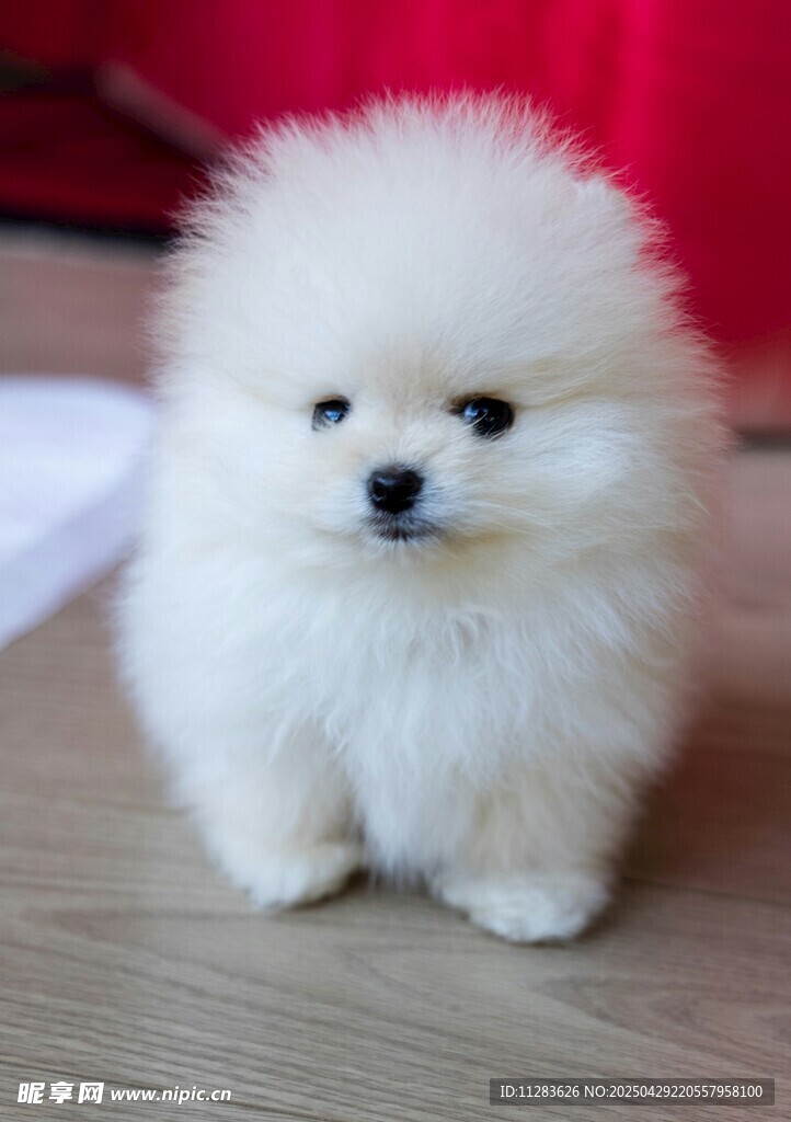 可爱蓬松小白博美犬