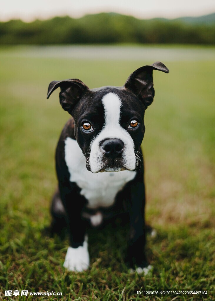 可爱波士顿梗犬站在草地