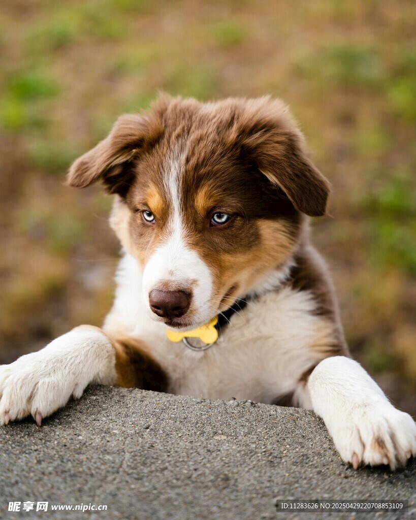 萌犬趴石好奇张望