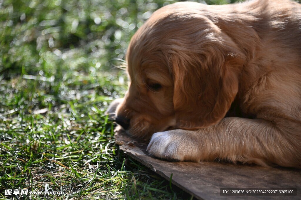 趴着嗅闻草地的可爱幼犬