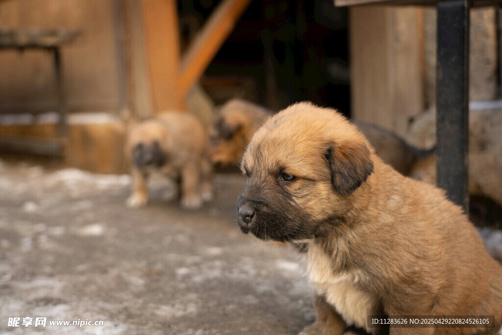 可爱幼犬户外呆萌模样