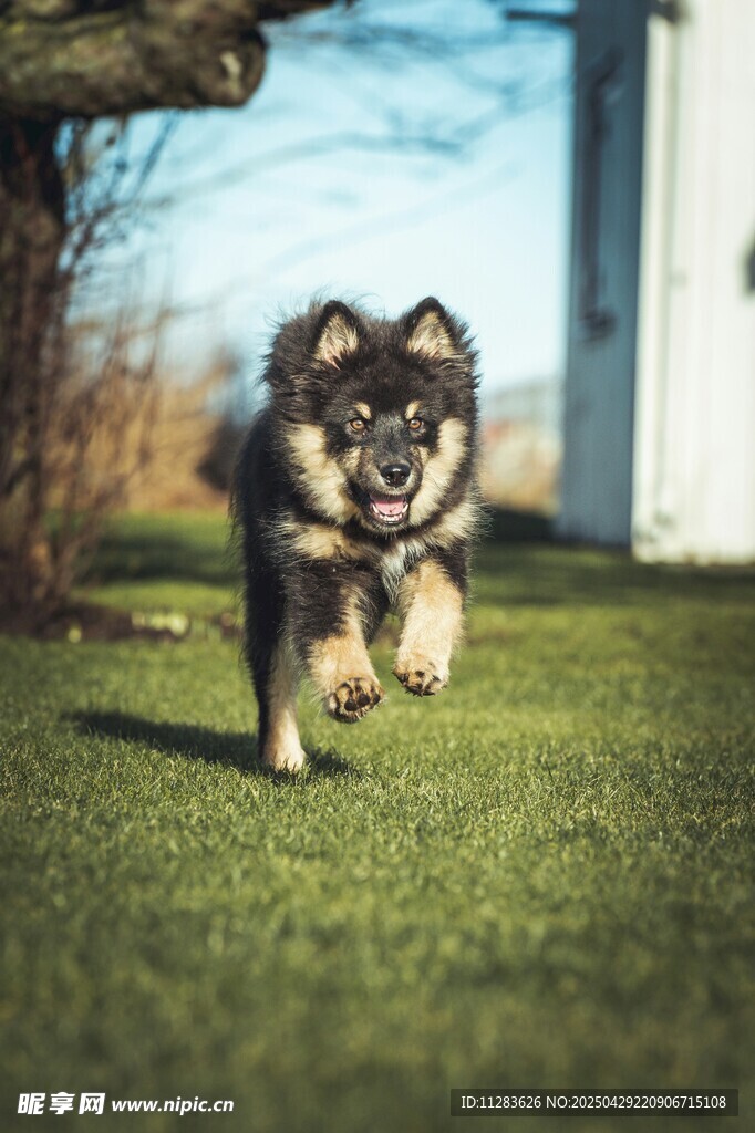 奔跑的萌犬