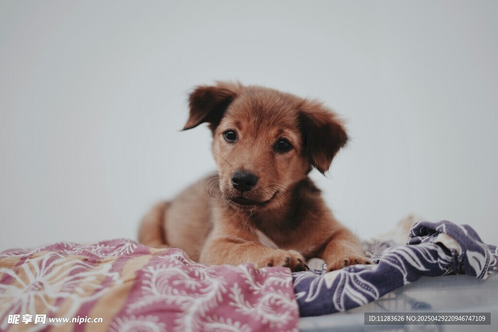 可爱幼犬趴卧多彩毯子上