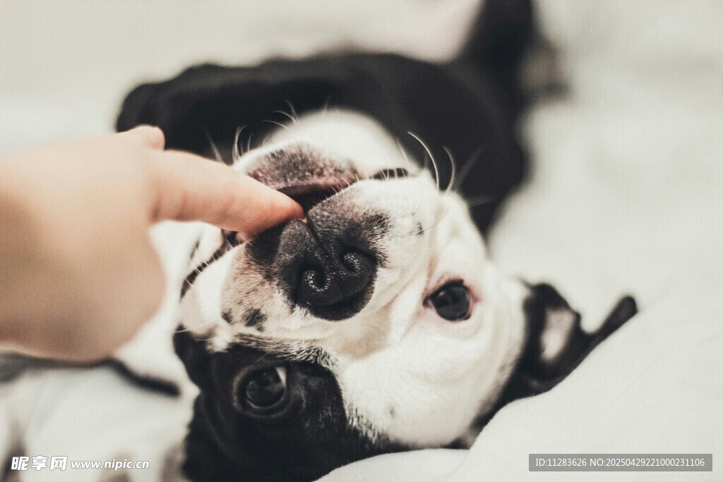 人与萌犬亲昵互动瞬间
