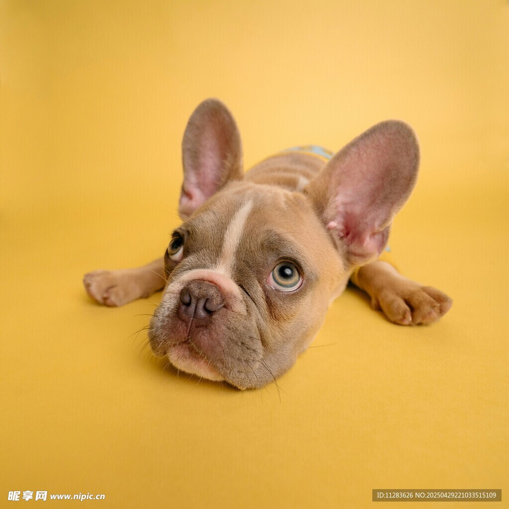 趴着的可爱法国斗牛犬幼犬