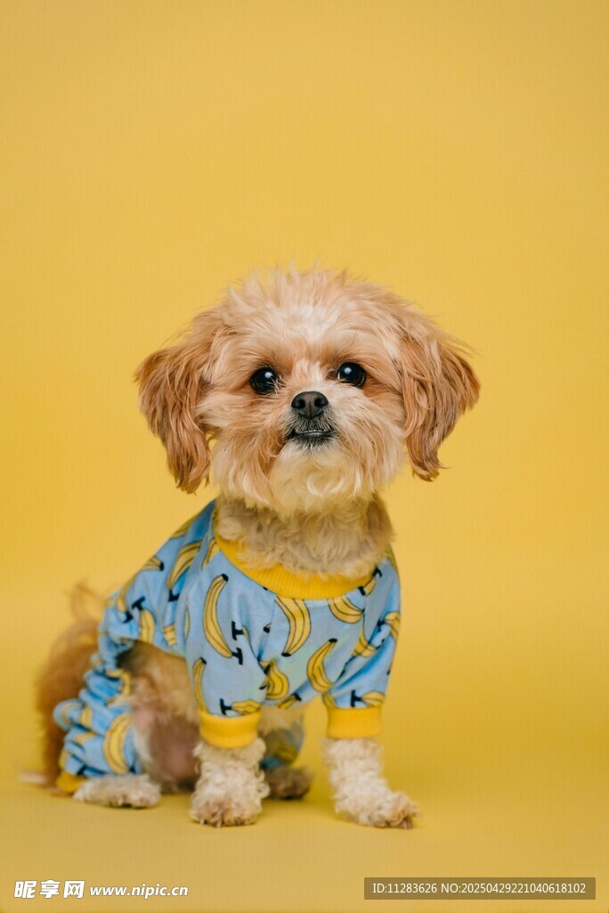 穿花衣的可爱小萌犬