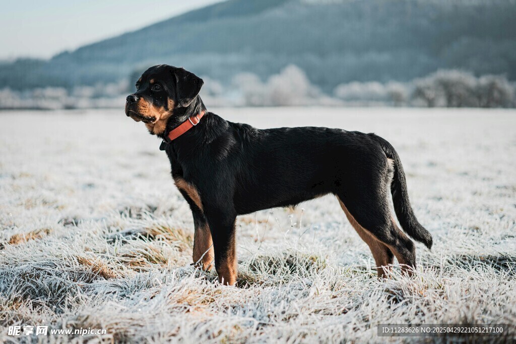 雪地中的黑犬眺望远方