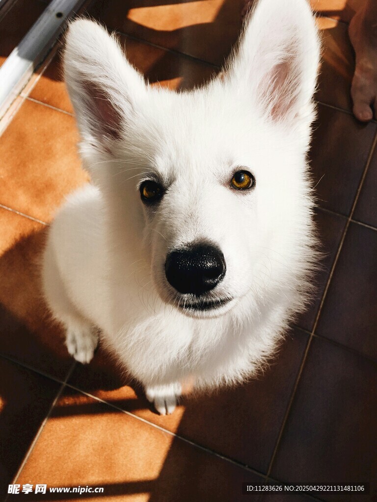 可爱白犬仰头望镜头